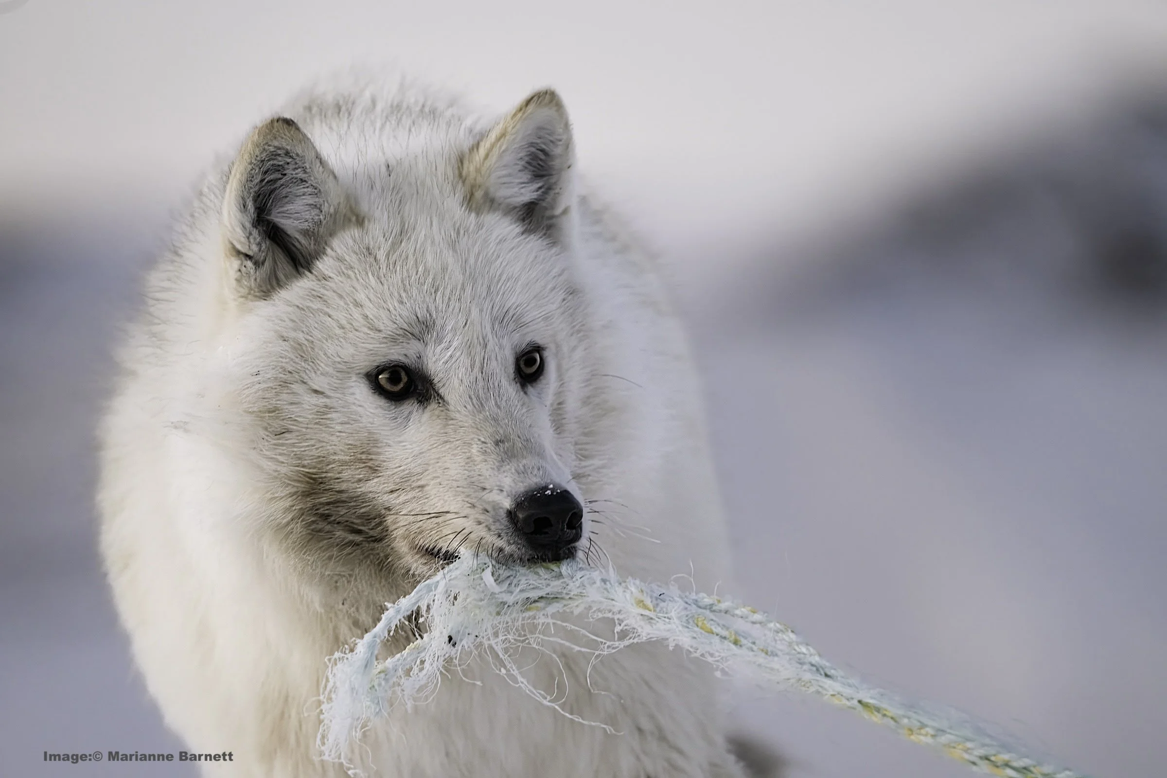 Arctic Wolves, One Woman's Experience on Ellesmere Island